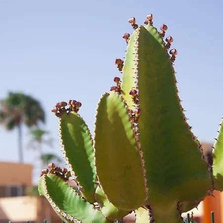 Anju Delfines Bravo's * 科拉雷侯