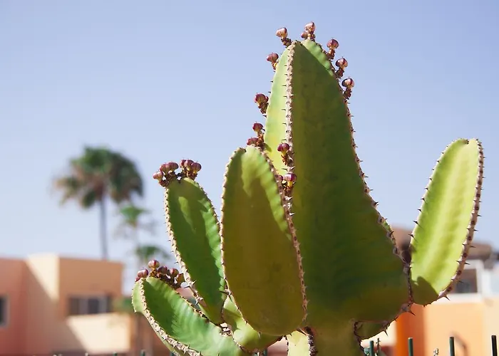 Anju Delfines Bravo's * كوراليهو